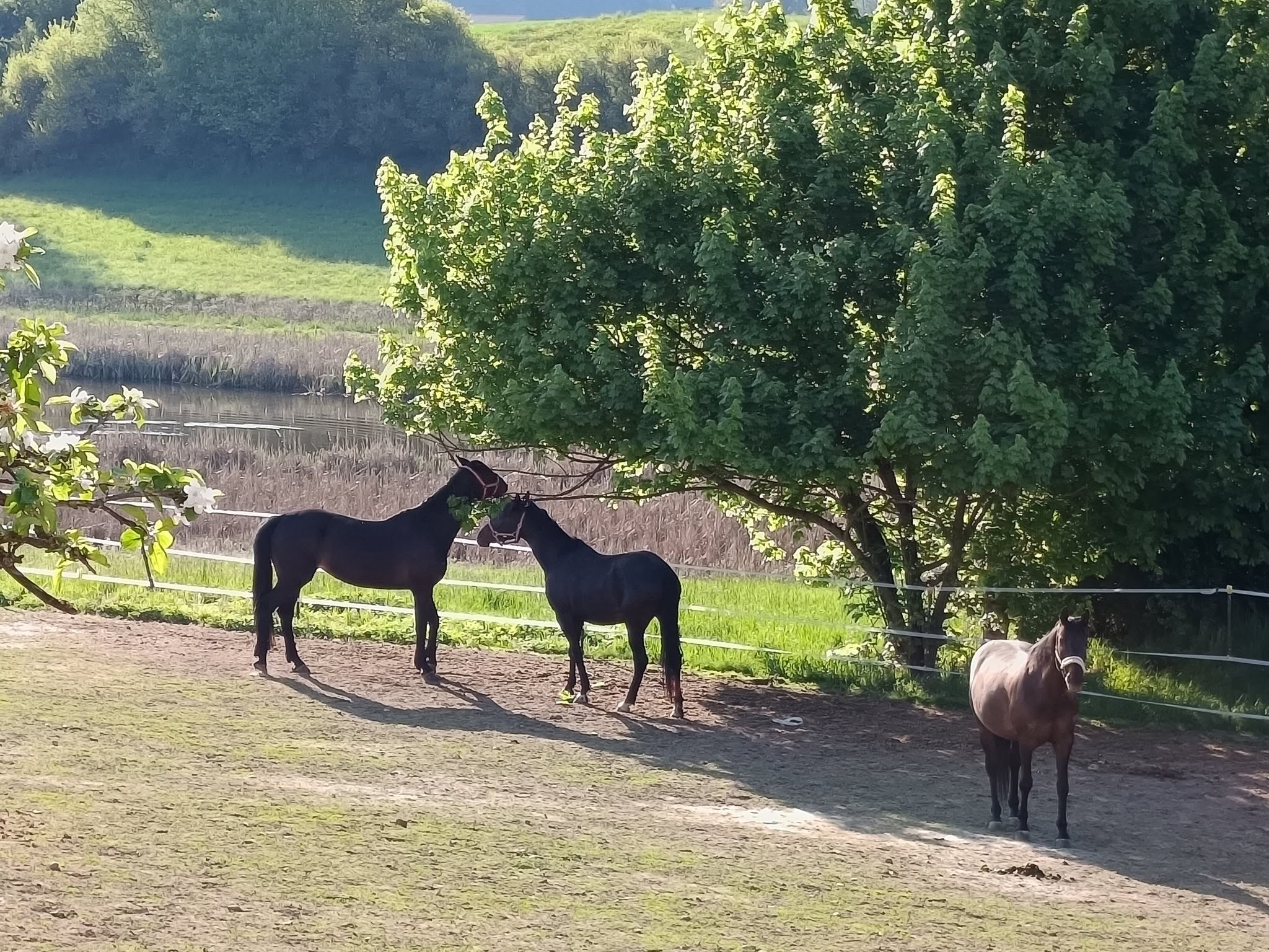 Pferde auf der Koppel